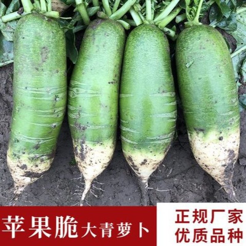 蔬菜种子水果青萝卜种籽甜脆里外青水果萝卜种籽沙窝萝卜