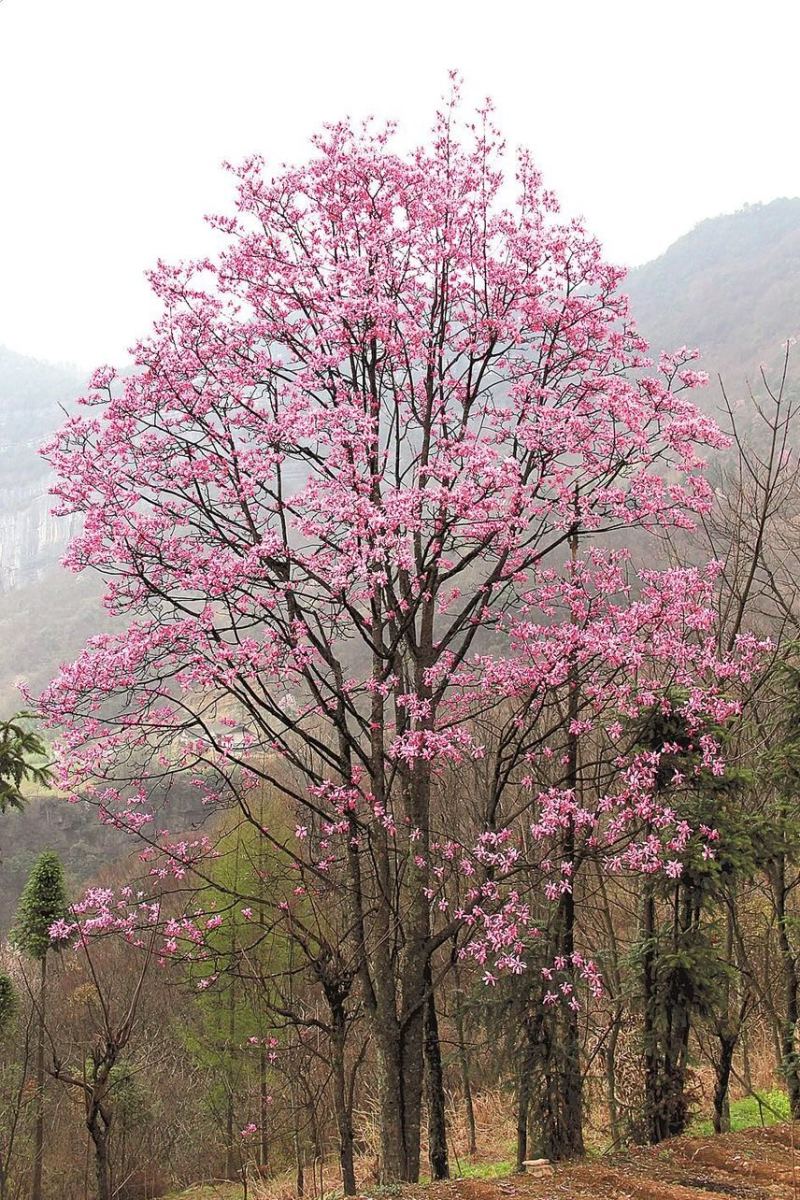 【推荐】精品红花玉兰，规格齐全，正宗安徽红花玉兰量大优惠