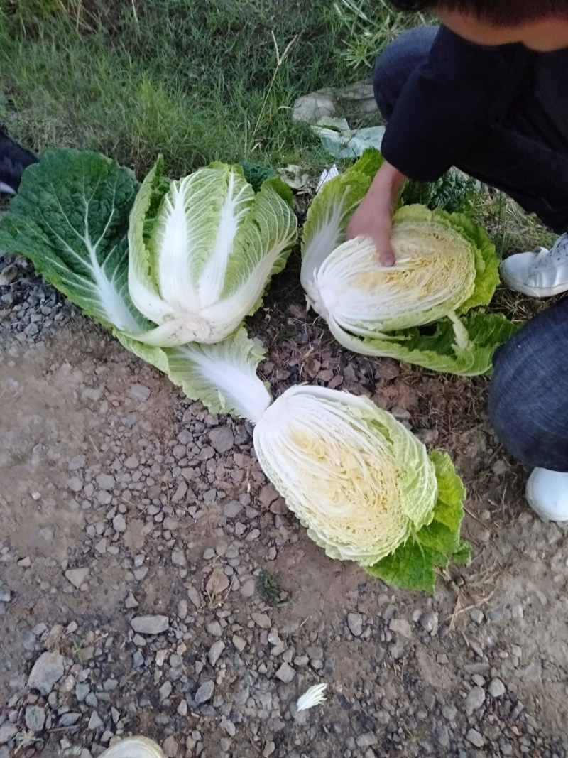 精品黄心白菜产地直发品质保证欢迎咨询合作