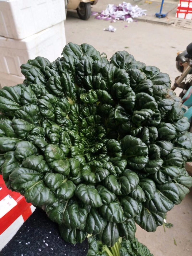 泡泡青，乌塌菜排骨菜山东乌塌菜淄博乌塌菜常年供应野菜