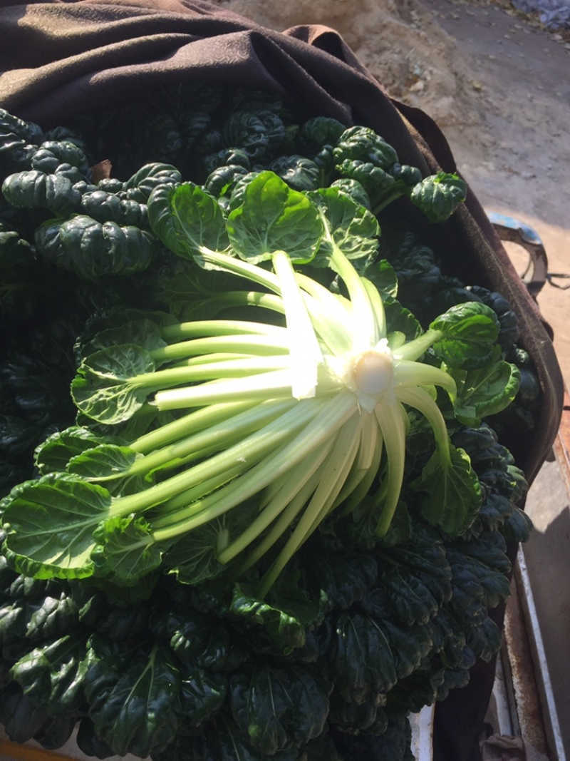 泡泡青，乌塌菜排骨菜山东乌塌菜淄博乌塌菜常年供应野菜