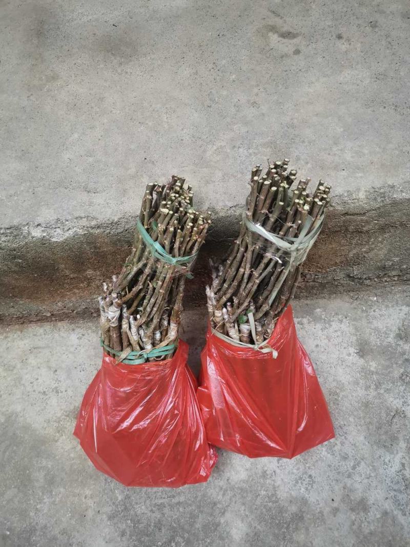 青枣苗，当年种当年挂果。品种纯真，苗靓根系发达。