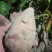 大量上市供应西瓜红-大叶红-精品沙地红皮红心红薯……