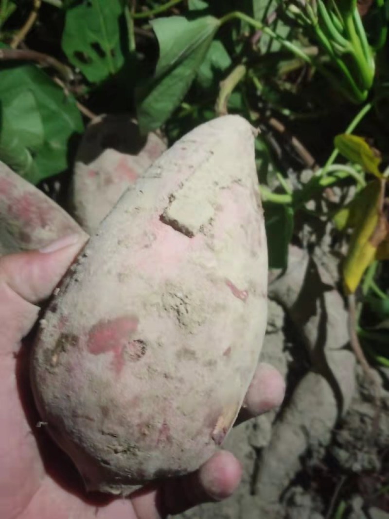 大量上市供应西瓜红-大叶红-精品沙地红皮红心红薯……