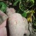 大量上市供应西瓜红-大叶红-精品沙地红皮红心红薯……