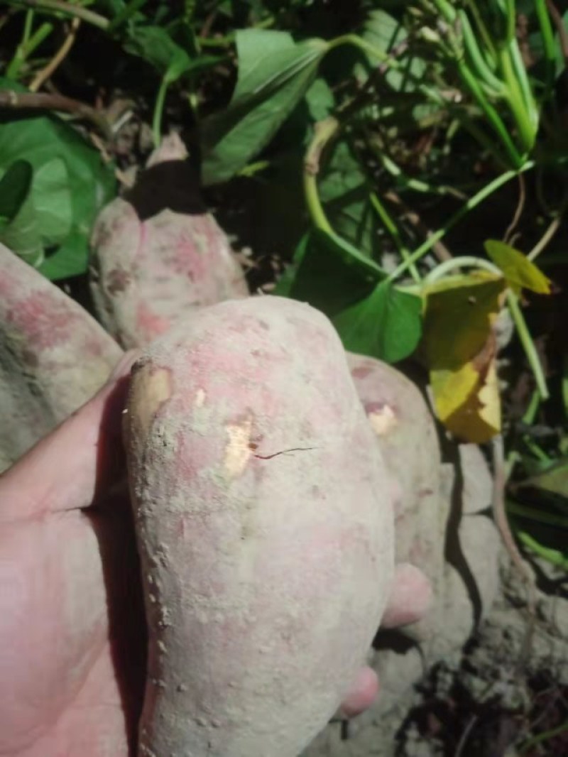 大量上市供应西瓜红-大叶红-精品沙地红皮红心红薯……
