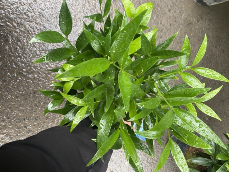 竹柏。又名。长寿竹大小规格都有观叶植物适合组盆景