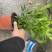 竹柏。又名。长寿竹大小规格都有观叶植物适合组盆景