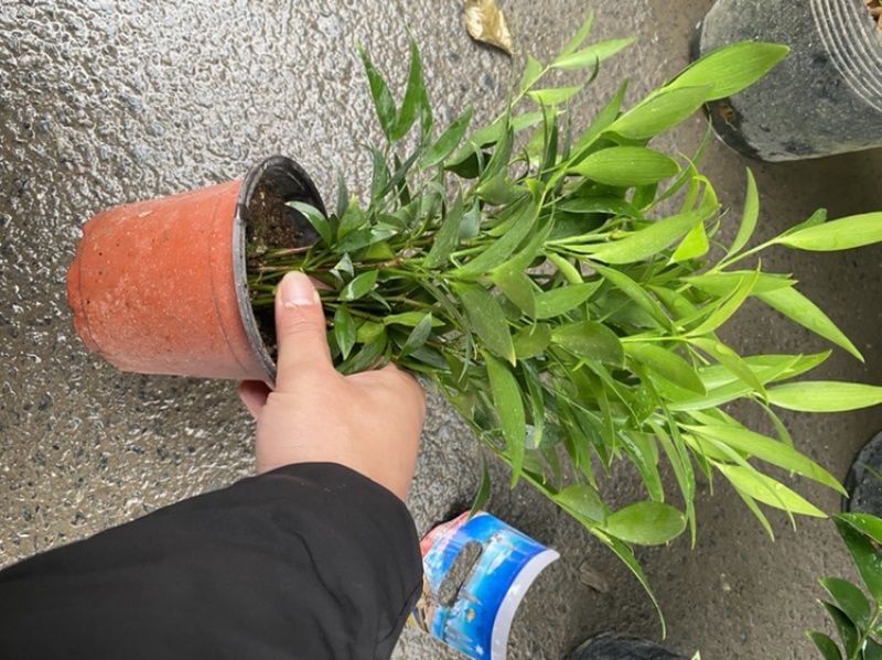 竹柏。又名。长寿竹大小规格都有观叶植物适合组盆景