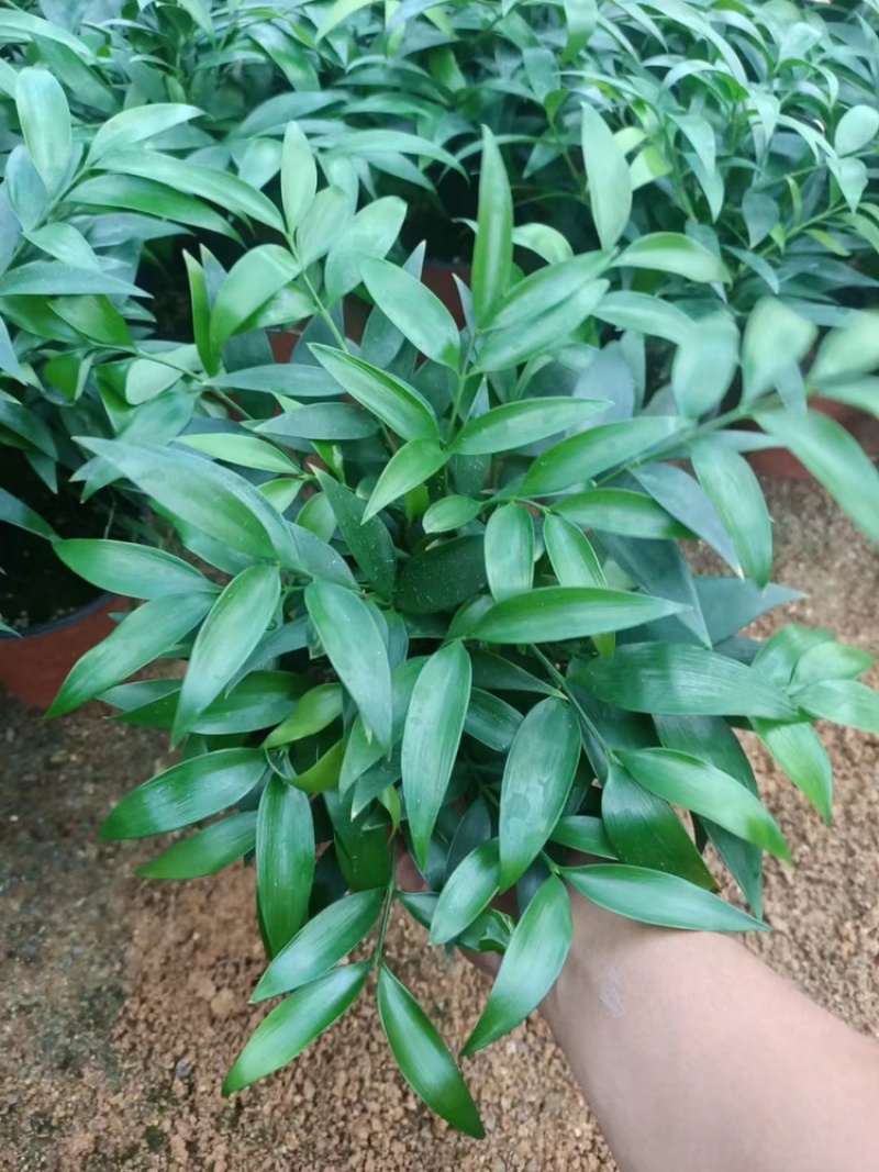 竹柏。又名。长寿竹大小规格都有观叶植物适合组盆景