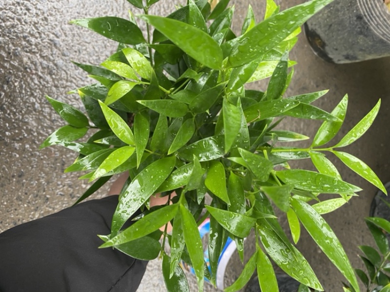 竹柏。又名。长寿竹大小规格都有观叶植物适合组盆景