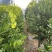 竹柏。又名。长寿竹大小规格都有观叶植物适合组盆景