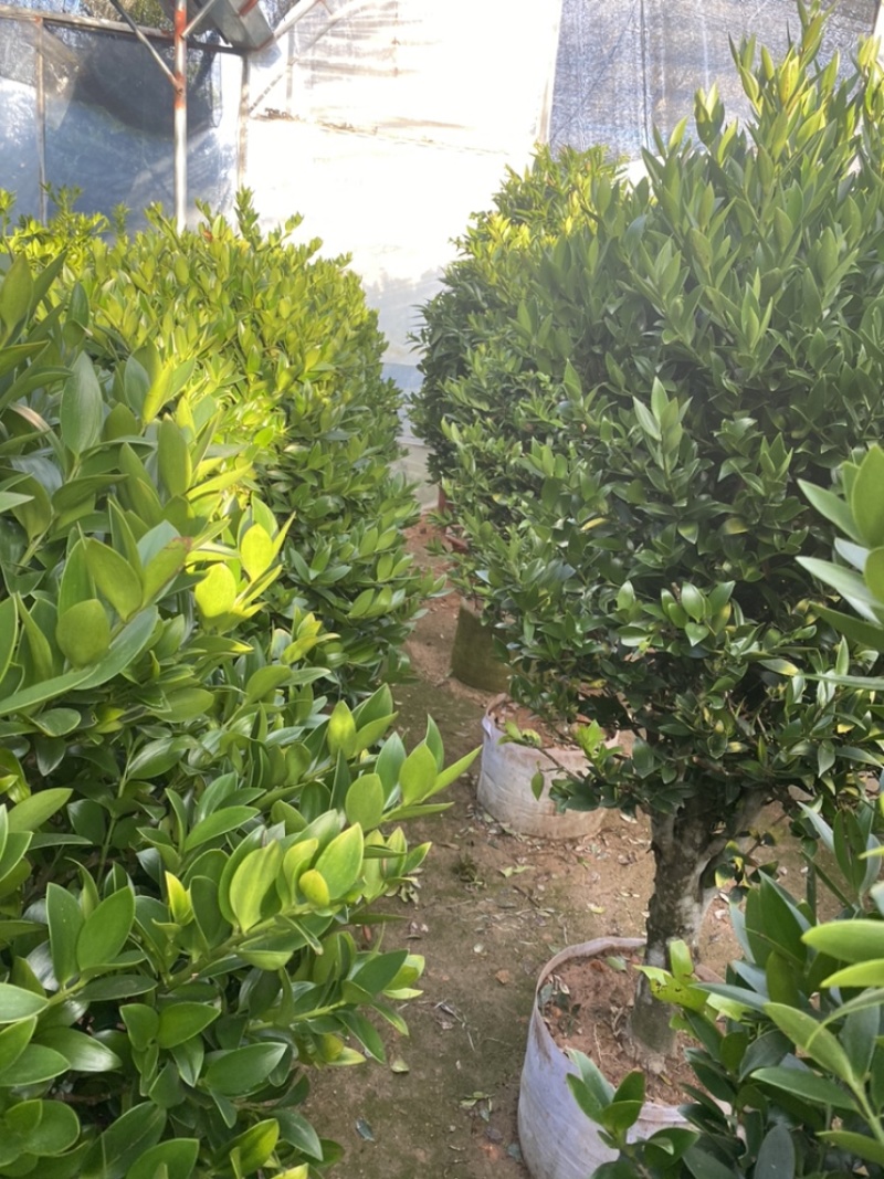 竹柏。又名。长寿竹大小规格都有观叶植物适合组盆景