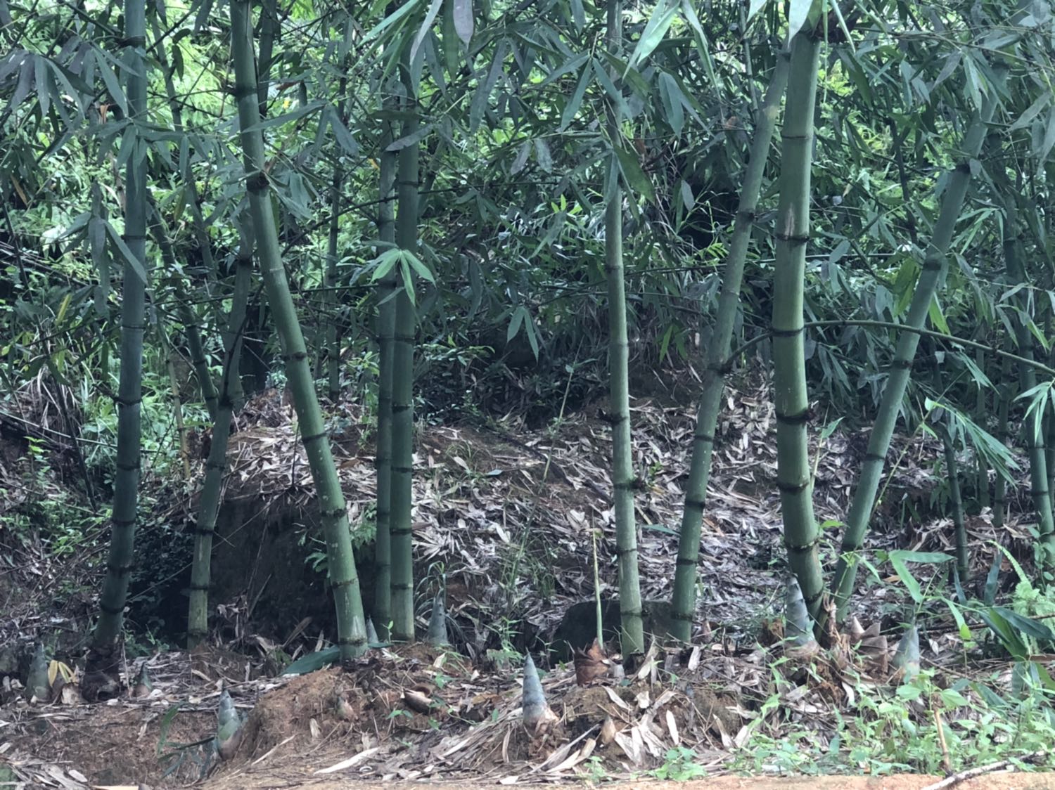 建瓯麻竹林风光