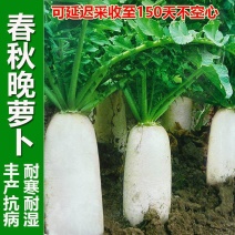 优选三尺白萝卜种子耐热白萝卜高产大长白萝卜种籽秋播