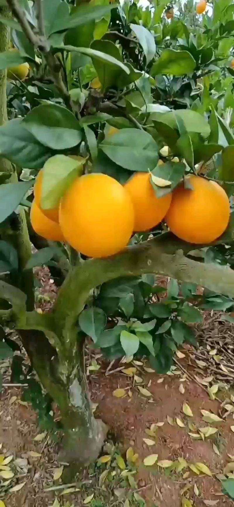 通货江西【精品】赣南脐橙十件起发货欢迎