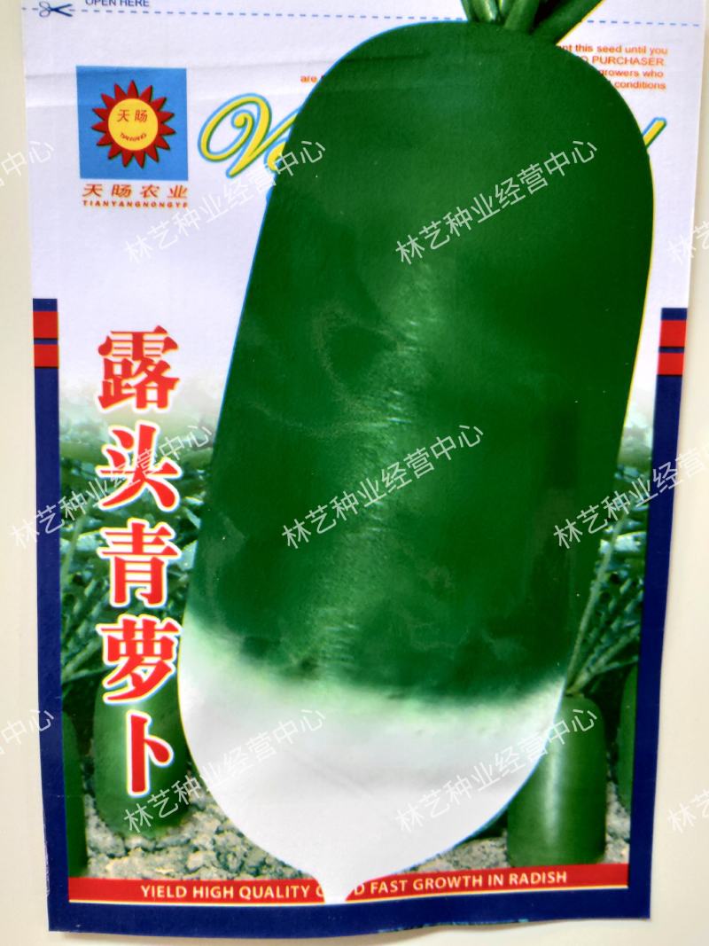 露头青萝卜种子青头萝卜种子东北大青萝卜籽秋季播四季蔬菜种