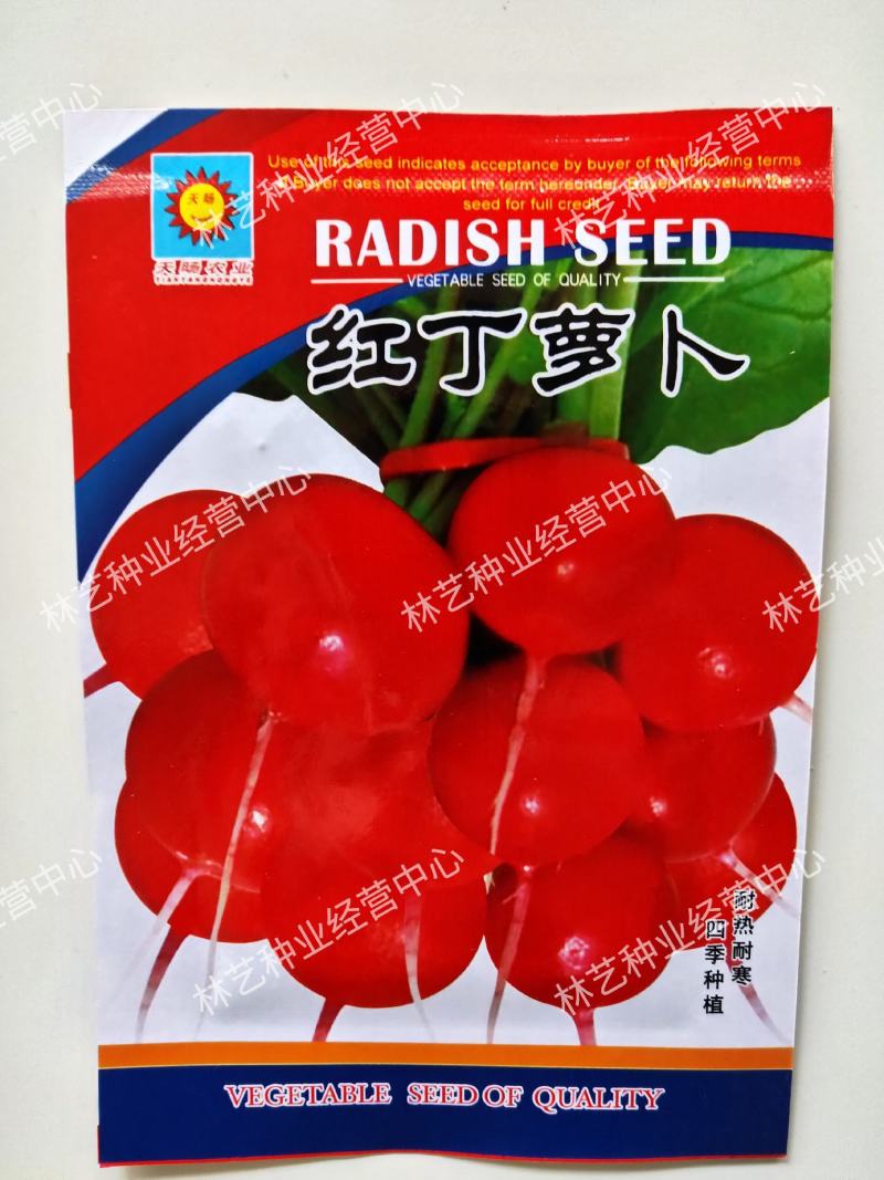 进口红丁樱桃萝卜种子红皮水果小萝卜种子阳台盆栽四季播