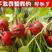 进口红丁樱桃萝卜种子红皮水果小萝卜种子阳台盆栽四季播
