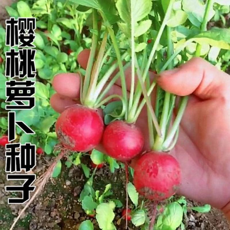 进口红丁樱桃萝卜种子红皮水果小萝卜种子阳台盆栽四季播