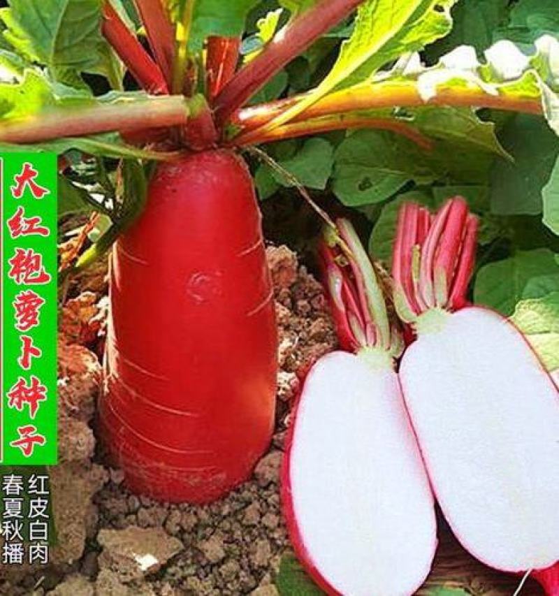 原装大红袍萝卜种子高产满身红萝卜种籽红皮白心南北方春秋播