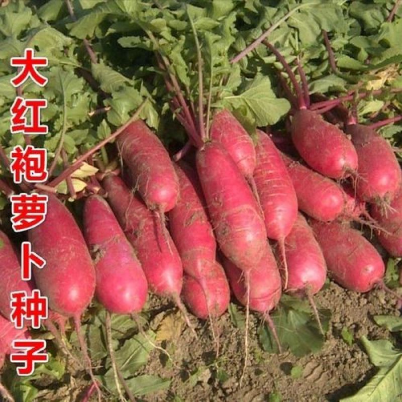 原装大红袍萝卜种子高产满身红萝卜种籽红皮白心南北方春秋播