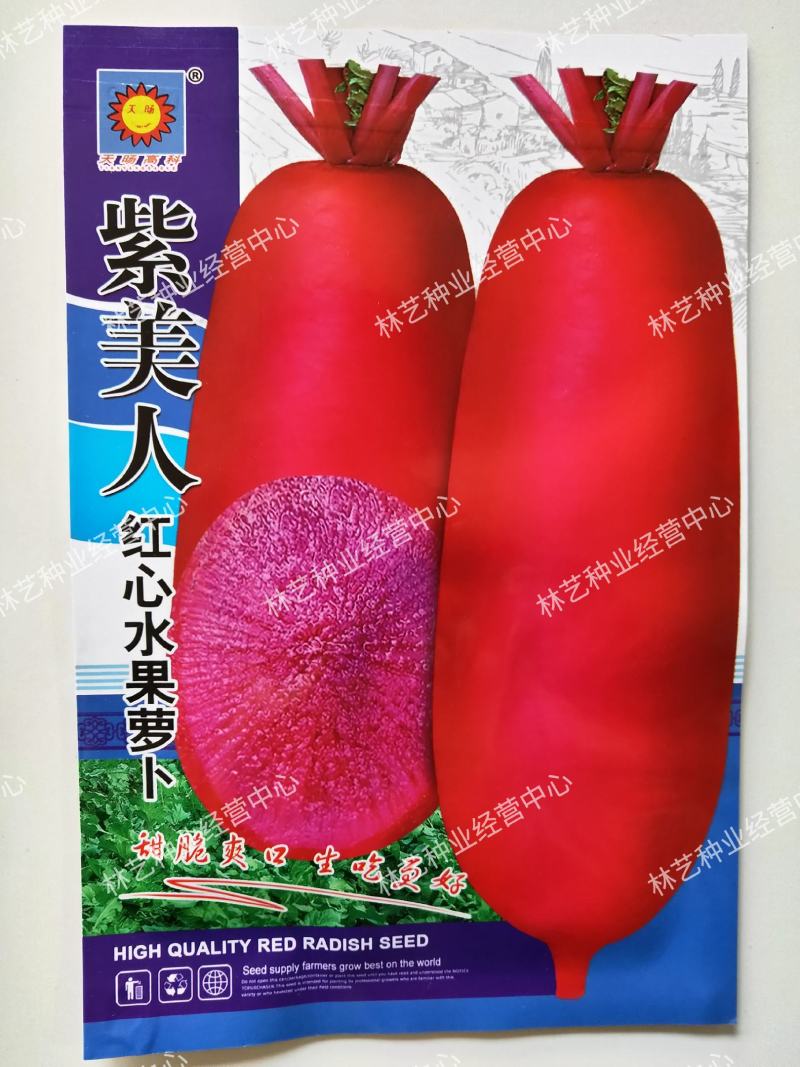 紫美人红心水果萝卜种子凤梨紫色红罗卜种籽夏秋阳台
