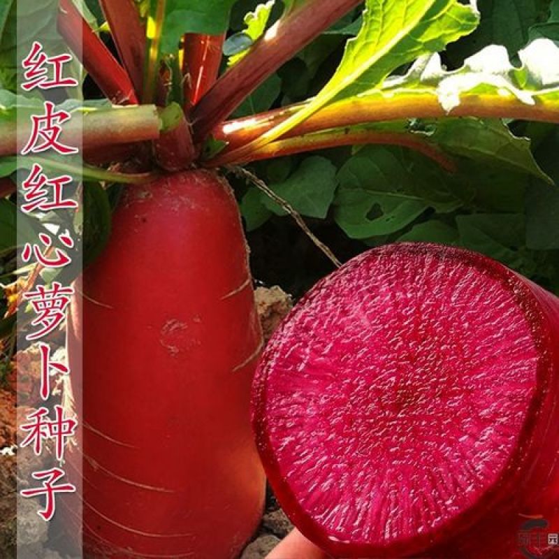 紫美人红心水果萝卜种子凤梨紫色红罗卜种籽夏秋阳台