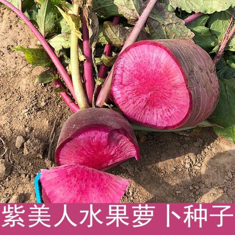 紫美人红心水果萝卜种子凤梨紫色红罗卜种籽夏秋阳台