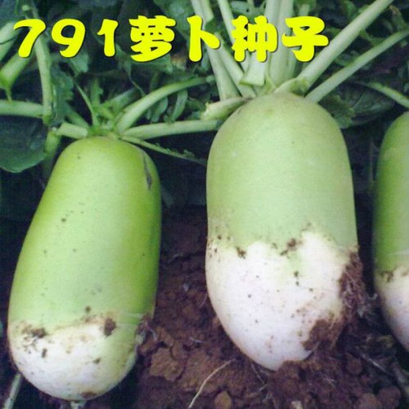 791萝卜种子天津沙窝萝卜种籽里外青水果青萝卜籽种