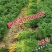 水果型齐头黄胡萝卜种子西洋黄参胡萝卜籽春秋冬播种蔬菜种孑