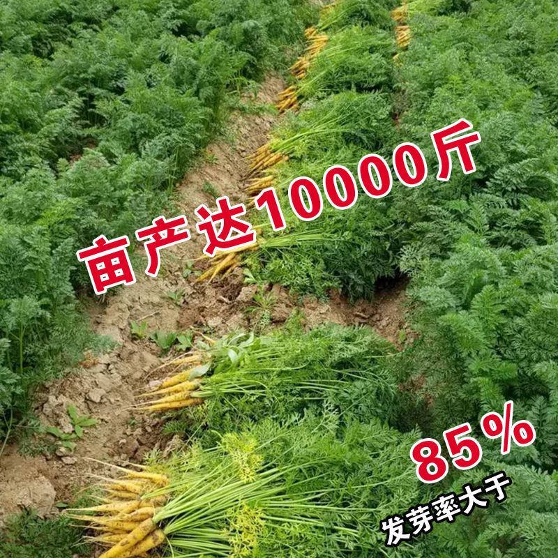 水果型齐头黄胡萝卜种子西洋黄参胡萝卜籽春秋冬播种蔬菜种孑