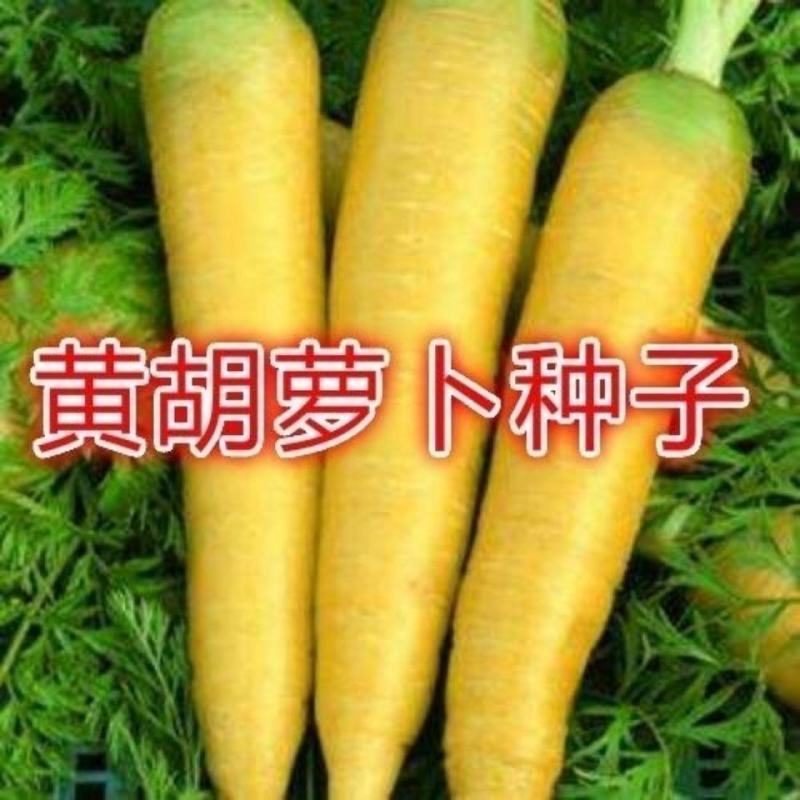 水果型齐头黄胡萝卜种子西洋黄参胡萝卜籽春秋冬播种蔬菜种孑