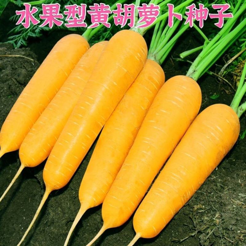 水果型齐头黄胡萝卜种子西洋黄参胡萝卜籽春秋冬播种蔬菜种孑