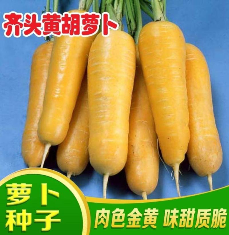 水果型齐头黄胡萝卜种子西洋黄参胡萝卜籽春秋冬播种蔬菜种孑