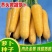 水果型齐头黄胡萝卜种子西洋黄参胡萝卜籽春秋冬播种蔬菜种孑
