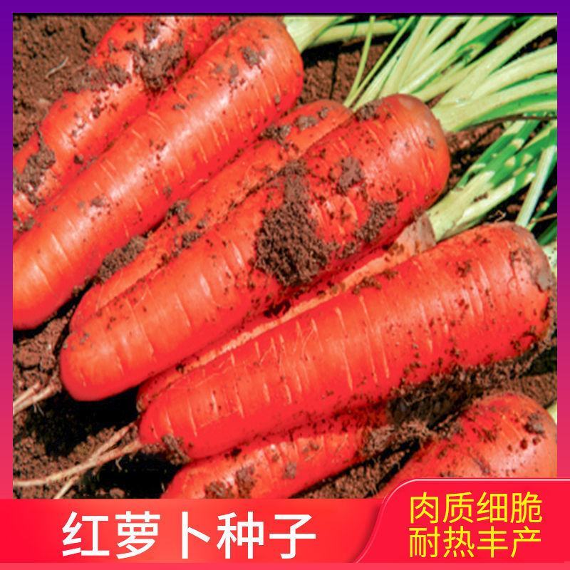 三红八寸参胡萝卜种子老品种红胡萝卜种籽三红八寸参非转基因