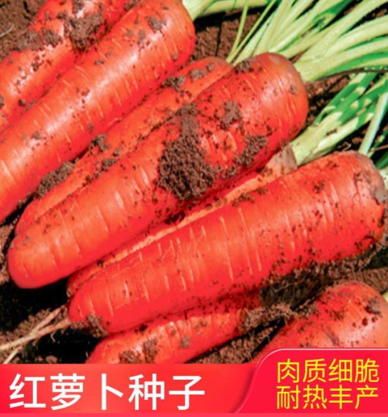 三红八寸参胡萝卜种子老品种红胡萝卜种籽三红八寸参非转基因