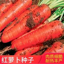 三红八寸参胡萝卜种子老品种红胡萝卜种籽三红八寸参非转基因