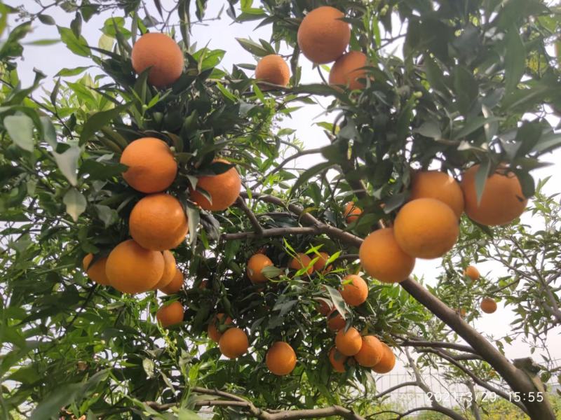 【特价甩卖】长叶香橙苗（杯苗）高产高成活率支持技术指导