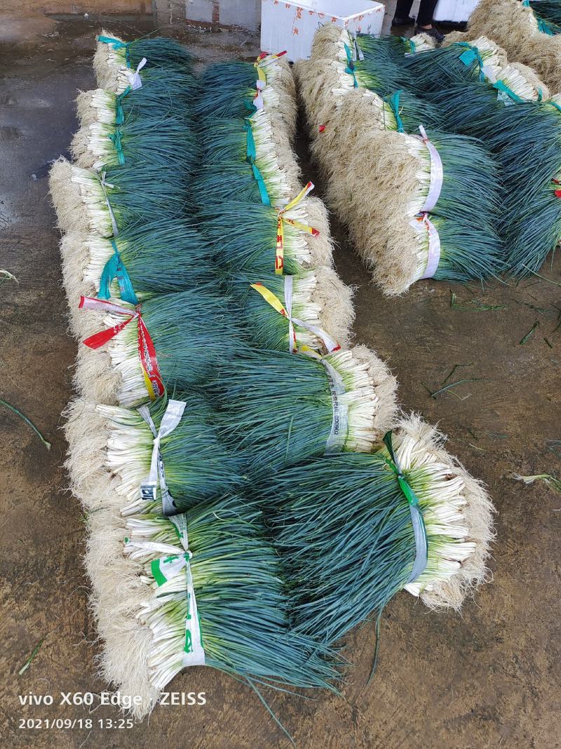 广西小香葱大量上市了，货源充足稳定，质量优良支持实地看货