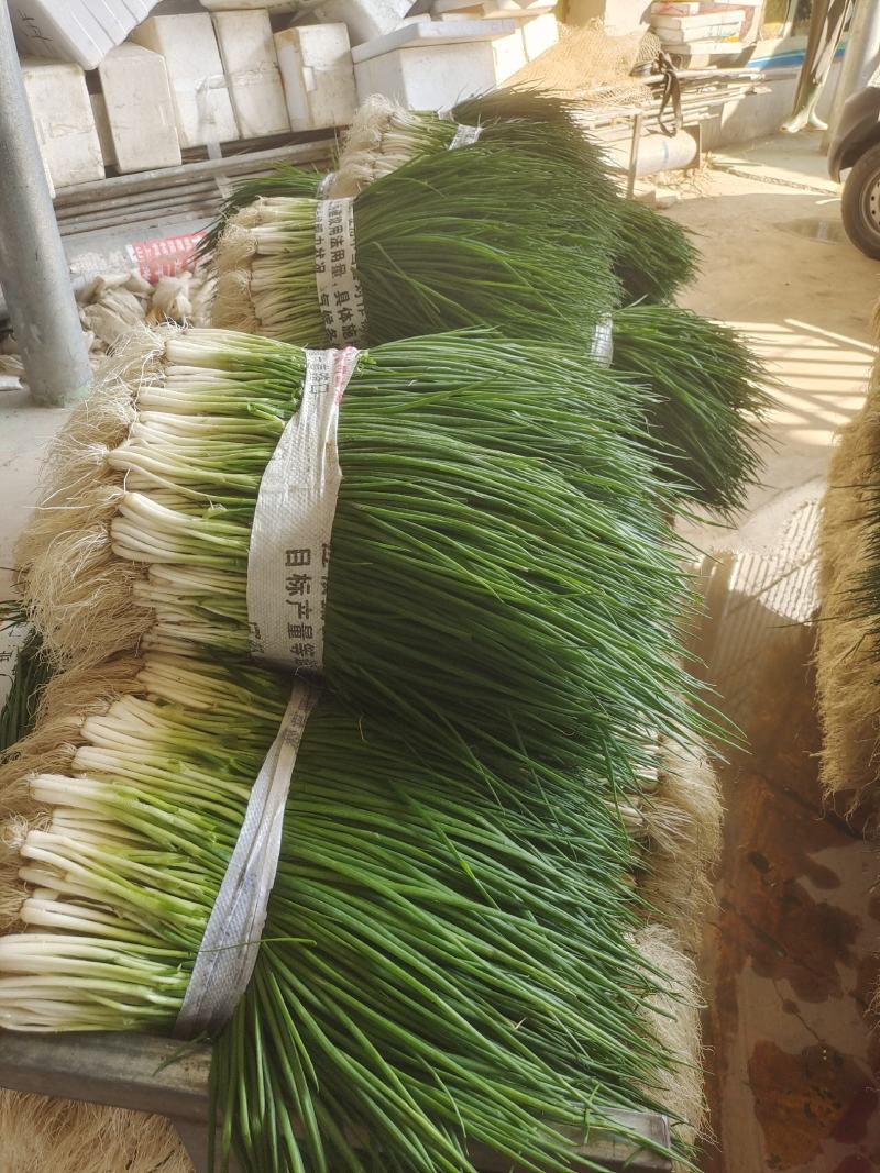 广西小香葱大量上市了，货源充足稳定，质量优良支持实地看货