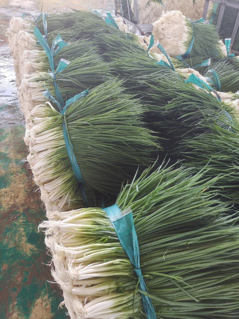 广西小香葱大量上市了，货源充足稳定，质量优良支持实地看货