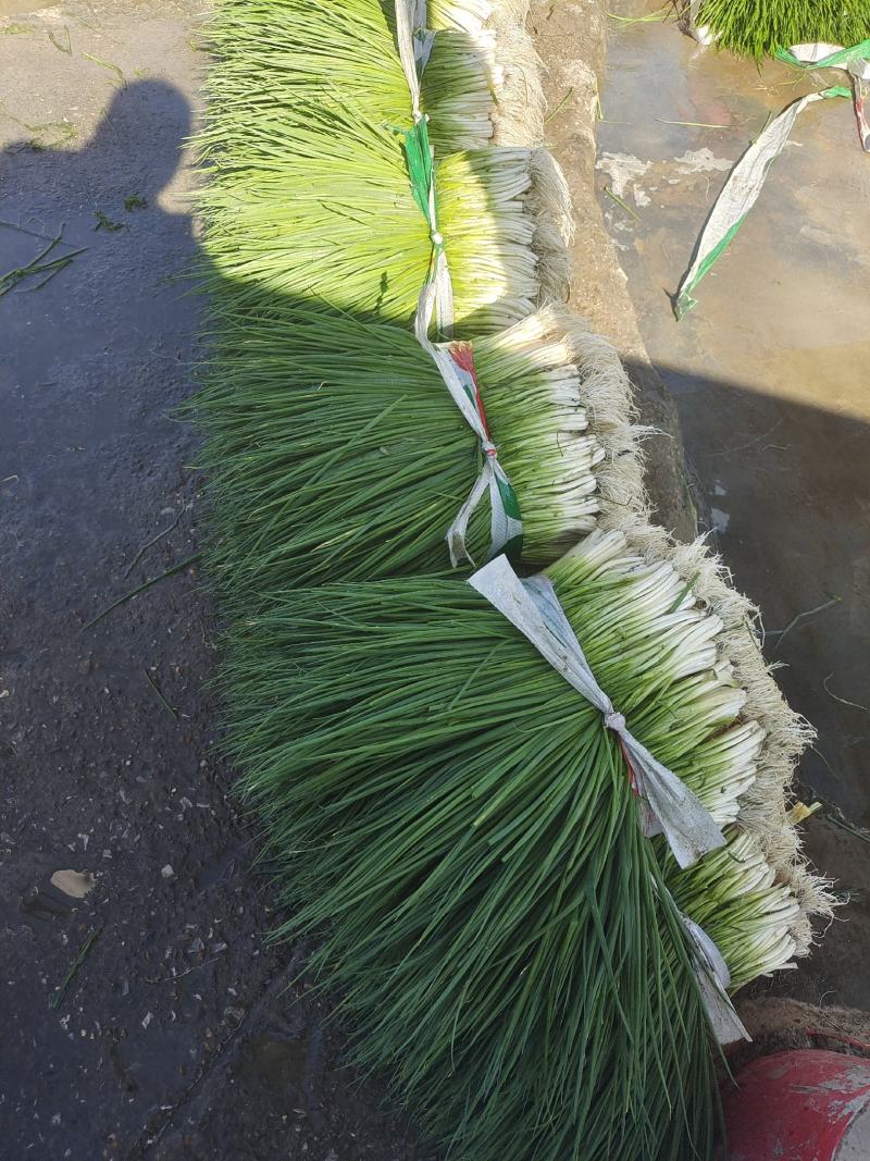 广西小香葱大量上市了，货源充足稳定，质量优良支持实地看货