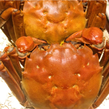 洪湖精品大闸蟹，蟹肉鲜美，蟹黄饱满，鲜活运输，一手货源