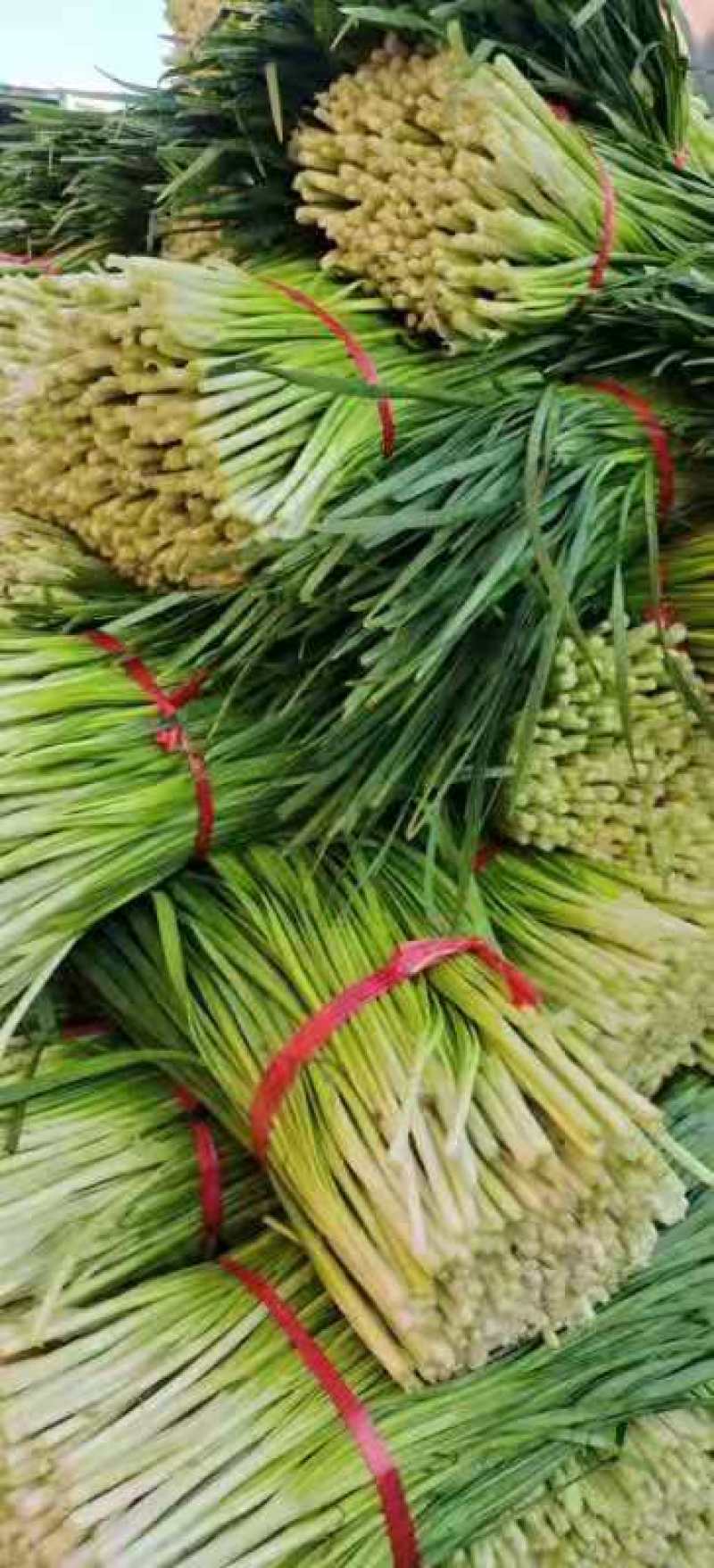 韭菜肇庆韭菜基地直销