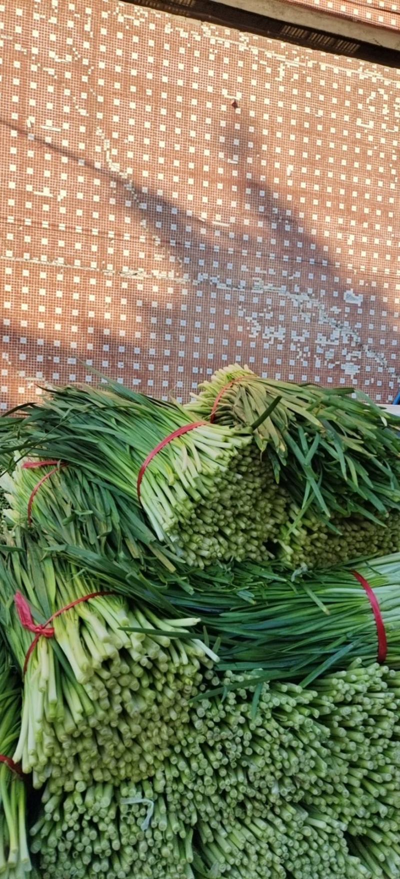 韭菜肇庆韭菜基地直销