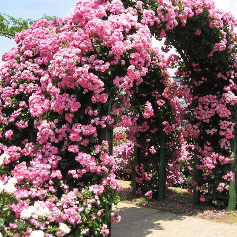 蔷薇花苗蔷薇花苗浓香型大花四季爬墙庭院开花