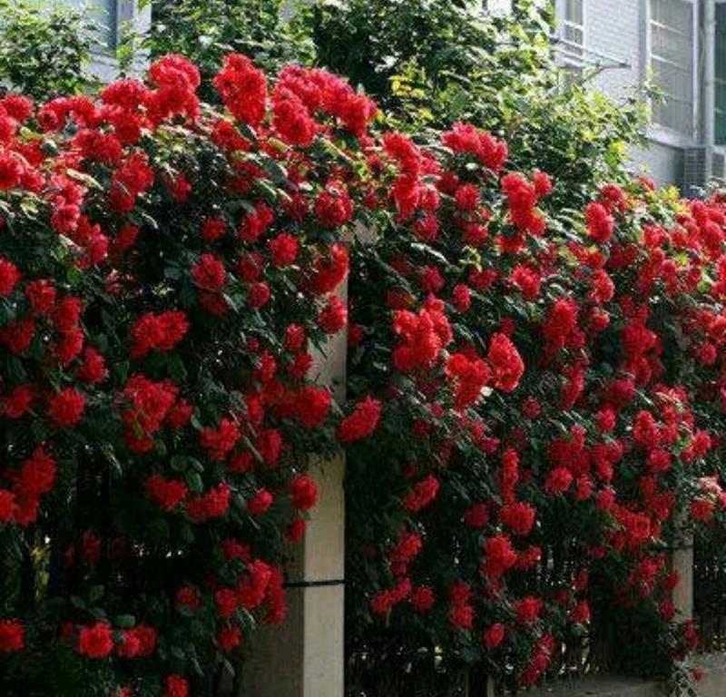 蔷薇花苗蔷薇花苗浓香型大花四季爬墙庭院开花