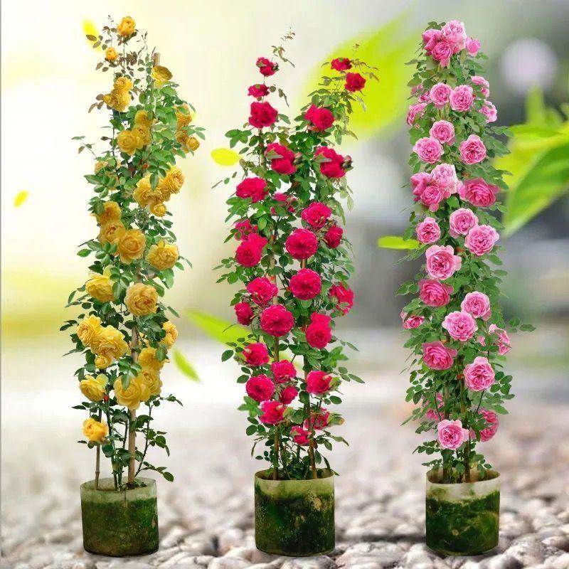 蔷薇花苗蔷薇花苗浓香型大花四季爬墙庭院开花